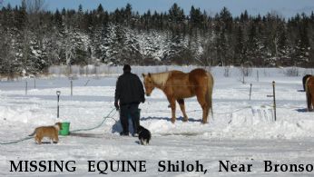 MISSING EQUINE Shiloh, Near Bronson Settlement , New Brunswick, E4A 2M6